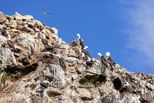 Seagulls Brush Feathers On A Rock Ballestas Islands, Paracas Nature Reserve, Peru, Latin America.