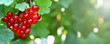 Banner. Red currant. A bunch of red currants in the shape of a heart on a currant Bush. Summer harvest background. Valentine's day