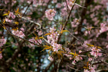 Bretschneidera sinensis, Chompoo Phu Kha bloom in Thailand