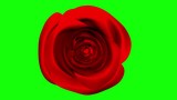 rose toy green screen Green Screen Rose Stock Video Footage for Free Download