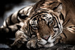 ranthambore wild male bengal tiger extreme close up Fine art image or portrait at ranthambore national park or tiger reserve, rajasthan, india - panthera tigris