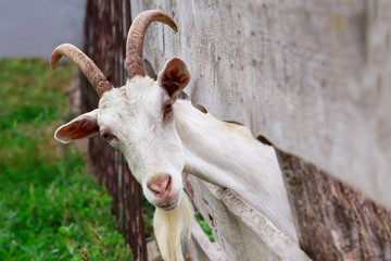 Wall Mural - Portrait of goat