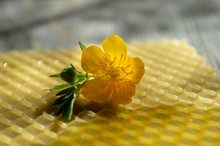 Single Colorful Yellow Evening Primrose Flower