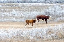 Cows On A Pasture In Winter
