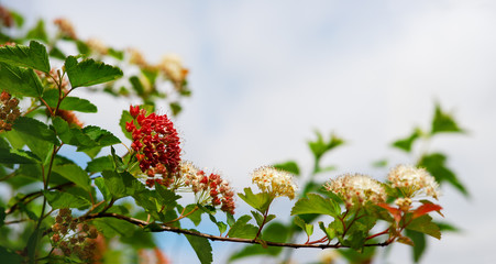 Wall Mural - A branch of a bush blooms in summer with red flowers. Panorama in the form of a flowering branch. Sun glare and rays in spring and summer. Nature and space for text. Beautiful wallpaper.