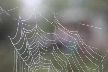 spider web dew close-up