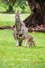 Kangaroo, Mother And Baby