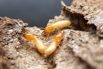 selective focus of the small termite on decaying timber. the termite on the ground is searching for 