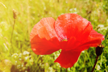 Poppies. Red Poppies flowers. Poppies in garden. Poppies spring and summer flower.