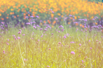 Blooming yellow and purple flower in the field in spring or summer