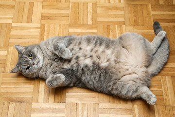 A british cat is lying on the floor on its back and looking satisfied. And also a bit naughty with the spread legs.