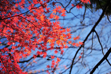 Wall Mural - Landscape of Maple Leaves and Beautiful Light in Sunny Day During Autumn Season 