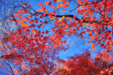 Wall Mural - Landscape of Maple Leaves and Beautiful Light in Sunny Day During Autumn Season 