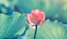 Lotus Flower Blooming In Summer Pond With Green Leaves As Background