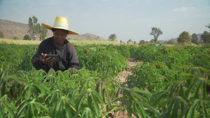 Wall Mural - Smart woman farmer holding tablet standing in cassava field for checking her cassava field. Agriculture and smart farmer success concept. footage b roll scene video 4k.