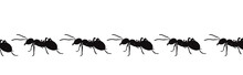 Vector Silhouette Of Ant On White Background. Symbol Of Insect Walk Line.