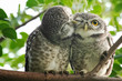 Spot owl  smelling each other on a branch