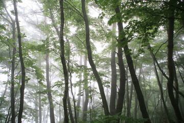 Wall Mural - a foggy forest