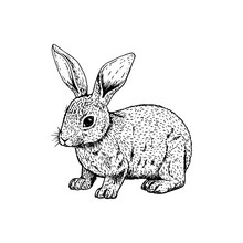 Hand Drawn Rabbit. Vector Black White Sketch.