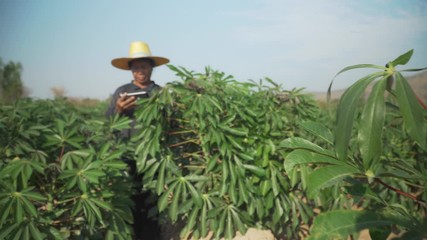 Wall Mural - Smart woman farmer holding tablet standing in cassava field for checking her cassava field. Agriculture and smart farmer success concept. footage b roll scene video 4k.