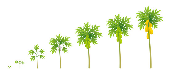 Papaya plant growth stages. Papaw development stage. Harvest Carica animation progression. Ripening period vector infographic.