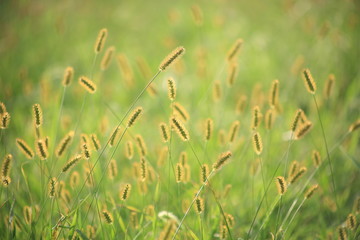 Canvas Print - foxtail