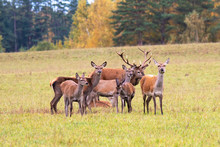 Autumn Idyll. A Herd Of Deers Bask In The Sun.