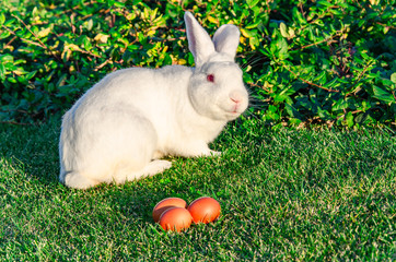 Easter white bunny with easter eggs sitting in the spring grass