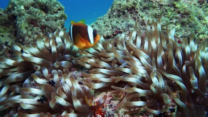 Wall Mural - Nemo clown fish in the anemone on the colorful healthy coral reef. Anemonefish nemo couple swimming underwater. Red Sea 4K