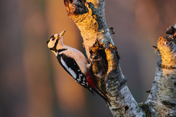 Canvas Print - Great spotted woodpecker (Dendrocopos major) perched on a birch branch illuminated by the light of dawn.