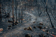 Australian bushfire aftermath: burnt eucalyptus trees suffered from firestorm