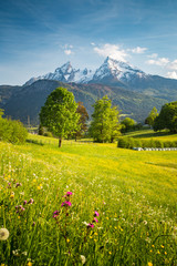 Wall Mural - idyllic mountain scenery in the alps with blooming meadows in springtime