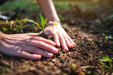 Closeup Image Of People Preparing To Grow A Small Tree With Soil In The Garden