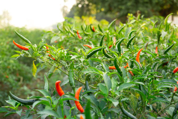 Red and green ripe chillies in plant garden.