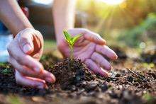 Closeup Image Of People Holding And Planting A Small Tree On Pile Of Soil