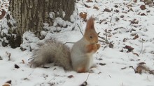 Cute Eurasian Squirrel In Gray Coat And With Red Ears And Paws Eating A Walnut And Jumping Away In Winter Forest. Adorable Fuzzy Tiny Critter. Side View.
