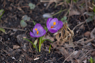 Two purple crocuses with orange centers on a background of grass and earth