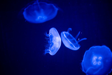 Wall Mural - jellyfish