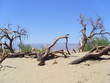 Tote Bäume liegen im Wüstensand im Death Valley