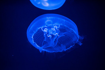 Poster - jellyfish