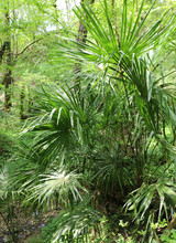 Green Palm Surrounded By Unexplored Jungle Surrounded By Numerou