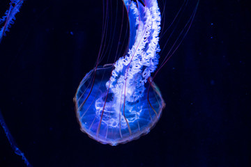 Wall Mural - jellyfish