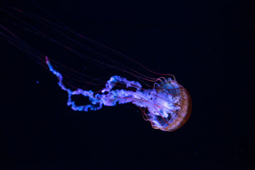 Wall Mural - jellyfish