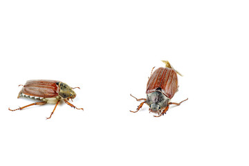 Cockchafers isolated on white background