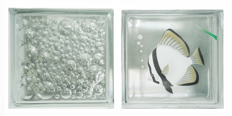 Isolate see through clear square bathroom glass block cube stall panel with Moorish idol fish illustration and circle bubble rough texture pattern .Use for object and material. Array in two grid line.