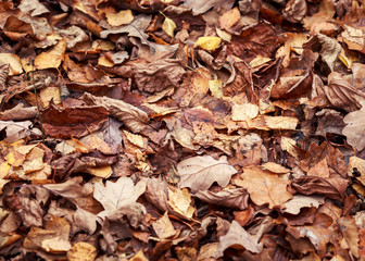 Wall Mural - natural background with texture of old withered oak leaves, fallen and dried up on the ground in the autumn Park