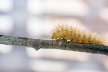 Yellow Wooly Caterpillar Creeps On A Branch. Macro Shot.