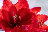 Close up of red amaryllis (hippeastrum)  flowers