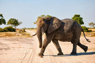 Poster - In Botswana a large elephant (LOxodonta africana) walks in a National Park.