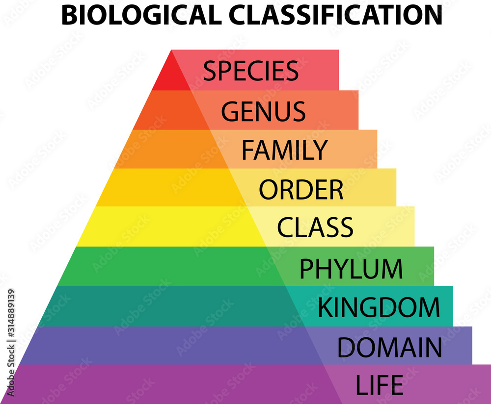 Vetor do Stock Biological classification taxonomy | Adobe Stock